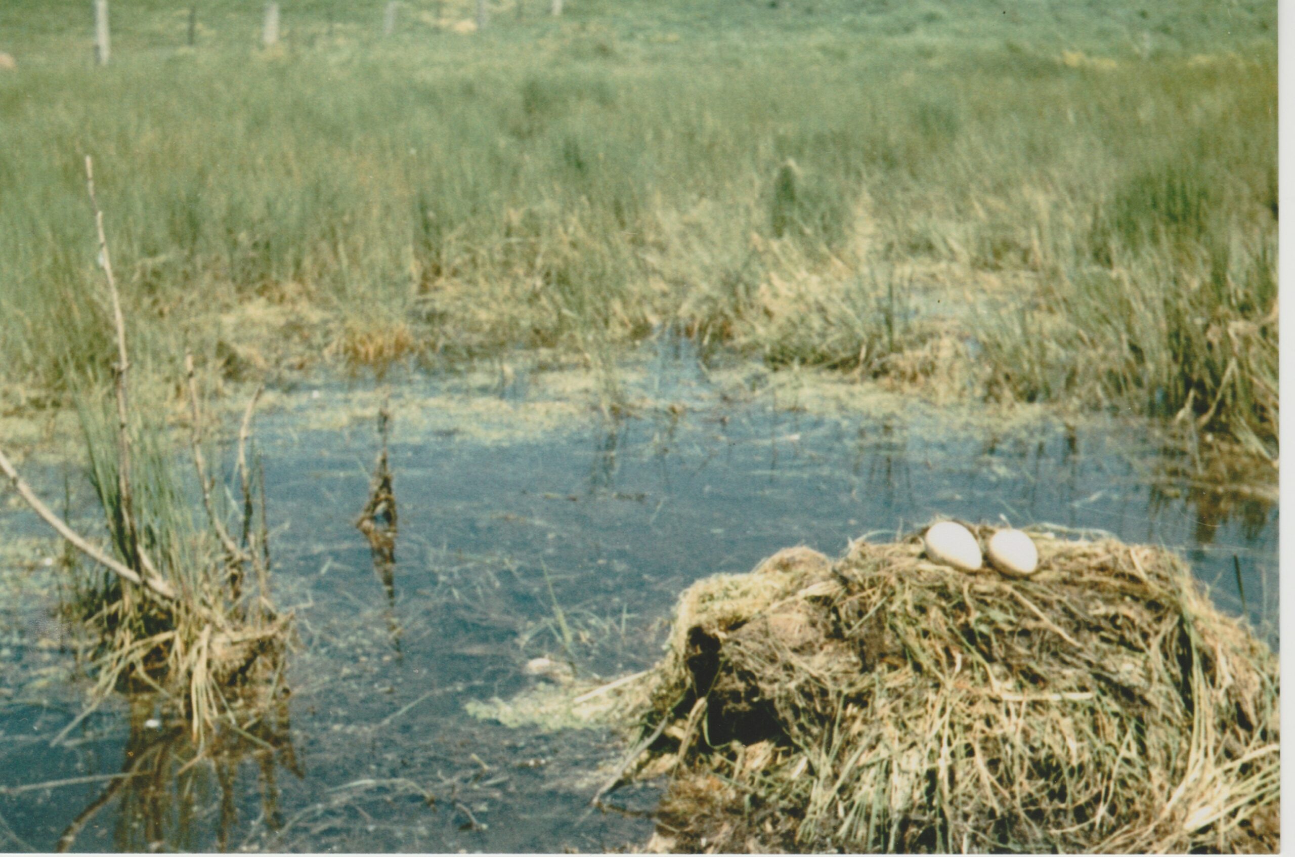 Brolga nest with eggs, Towong