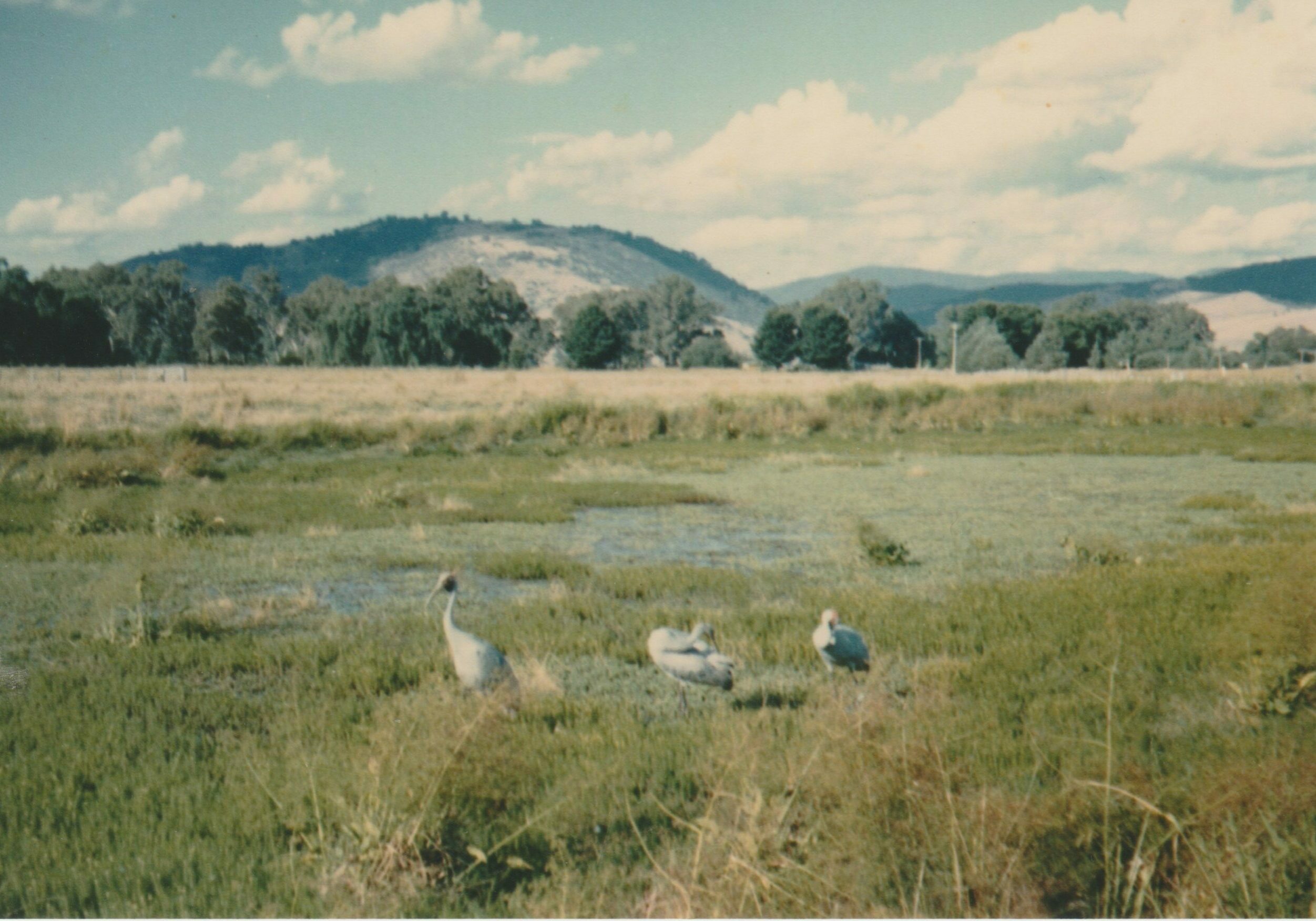 Brolgas on the Towong Wetlands