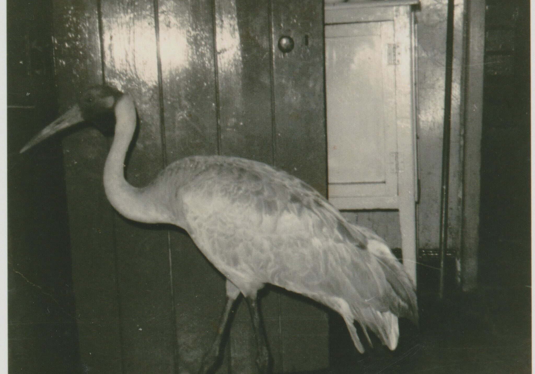 Sweetie, the Towong brolga, inside the Reiners home