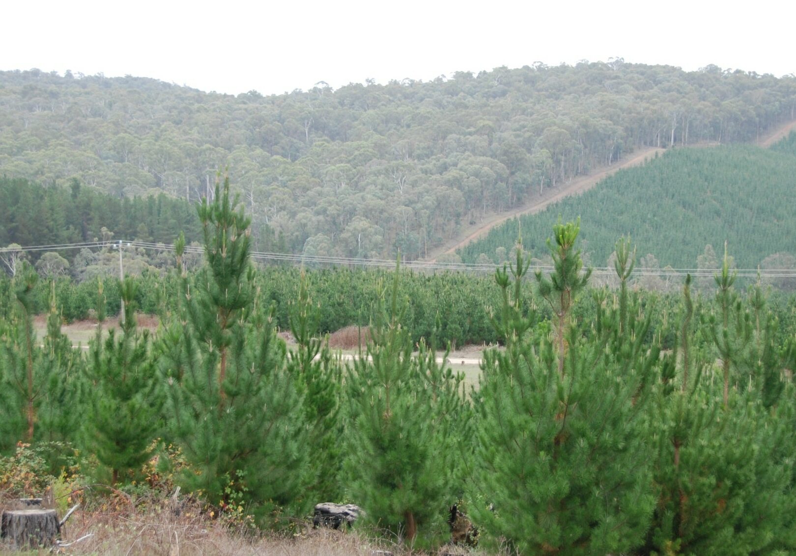 Nature-PinePlantation-Koetong-16x9