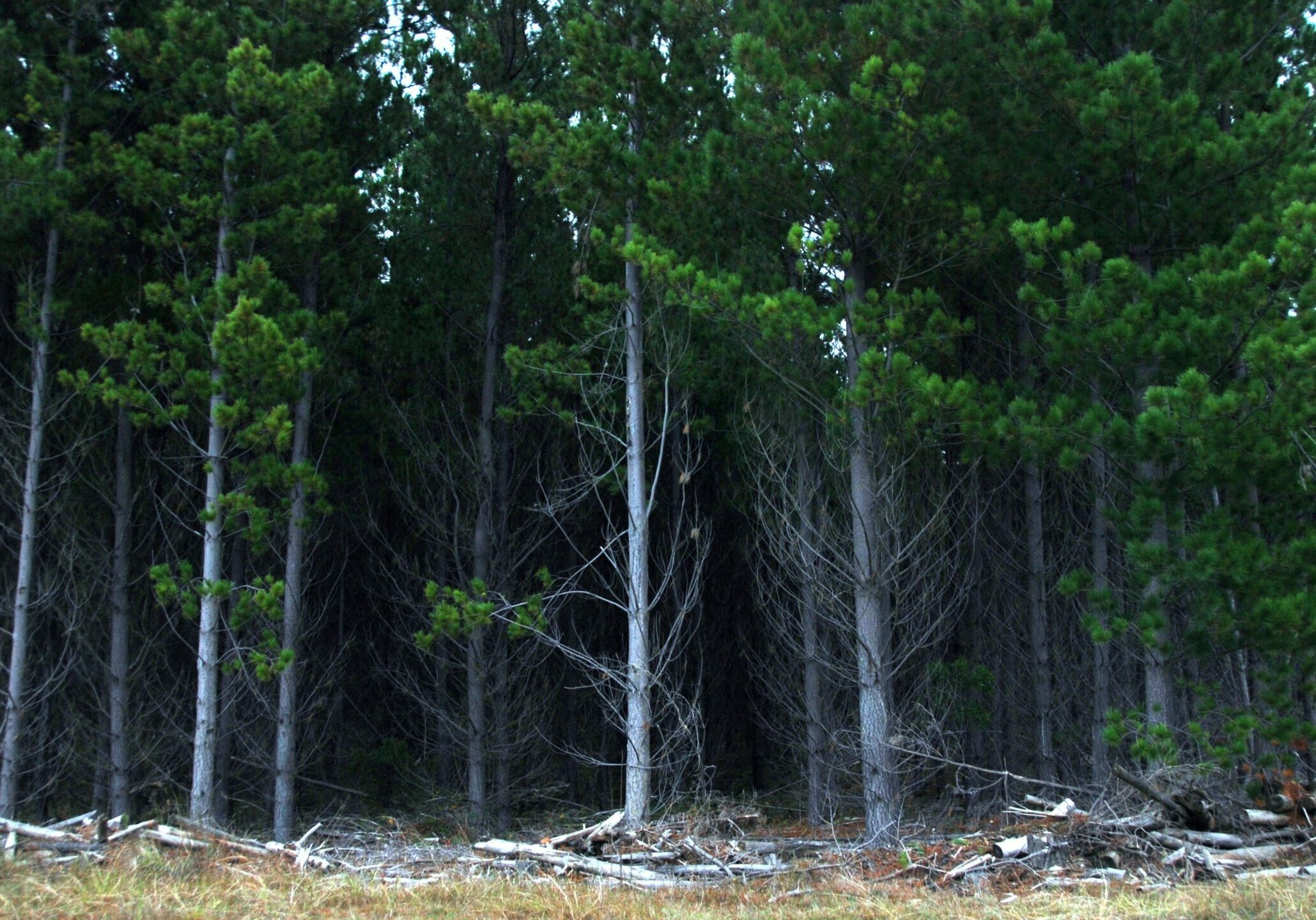 Nature-PinePlantation-Shelley-16x9-