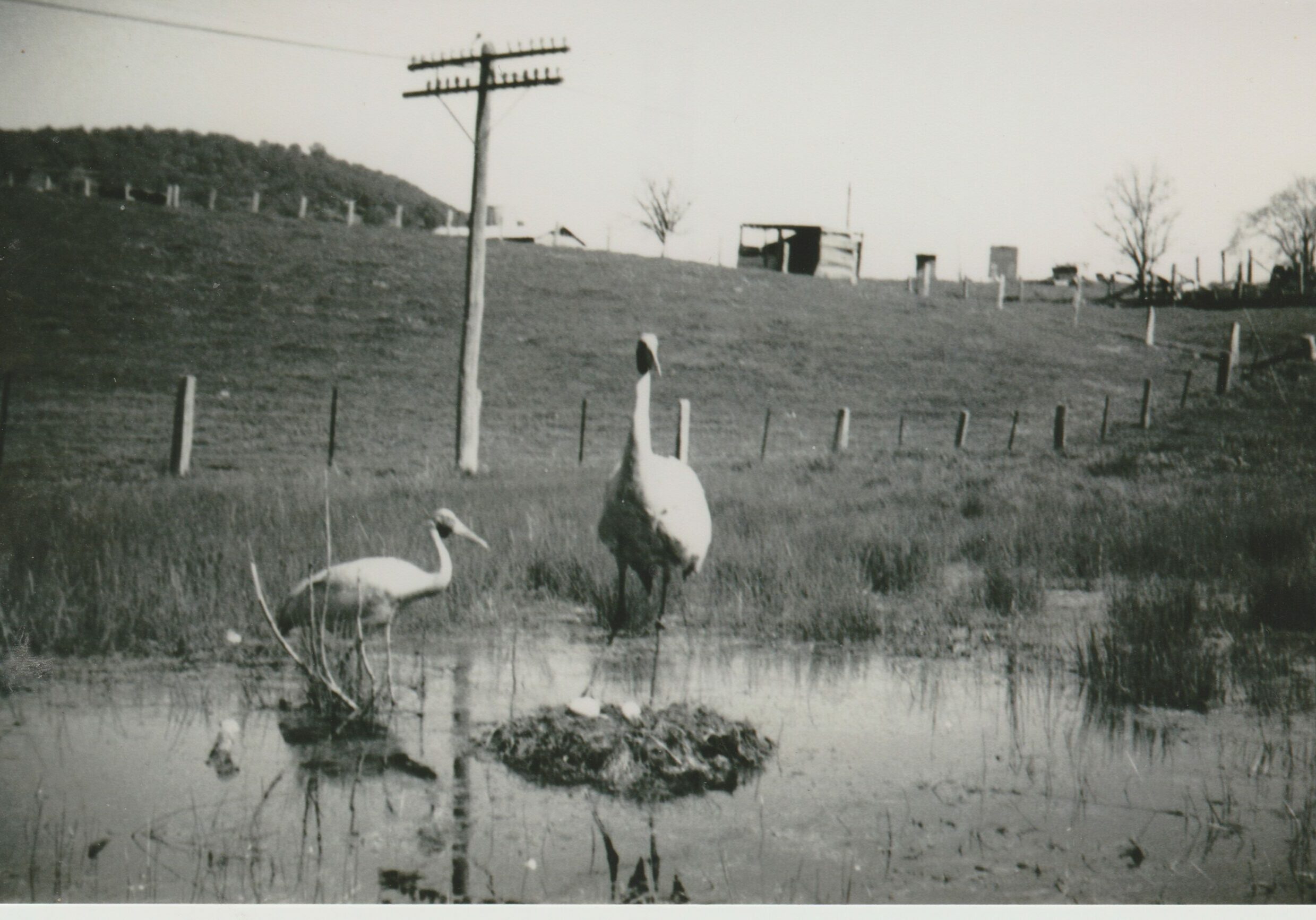 Towong Wetland Brolgas - The sculpture of the Brolgas is located near the location where the Brolgas nested