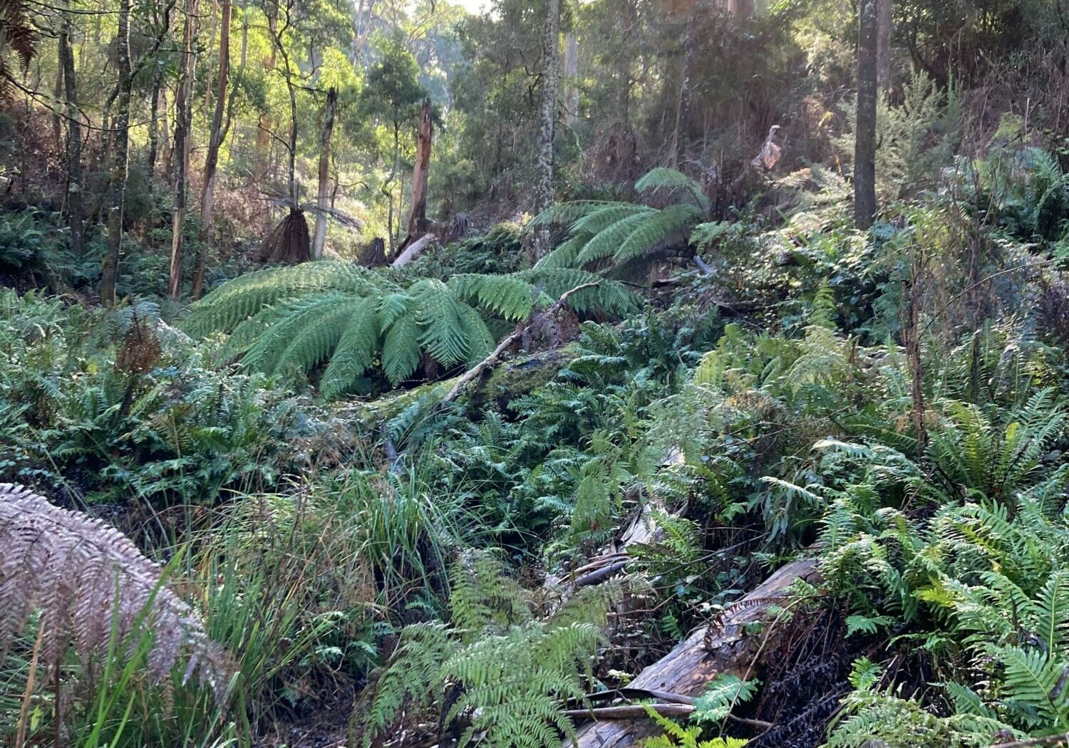 Mountain Creek Nature Trail