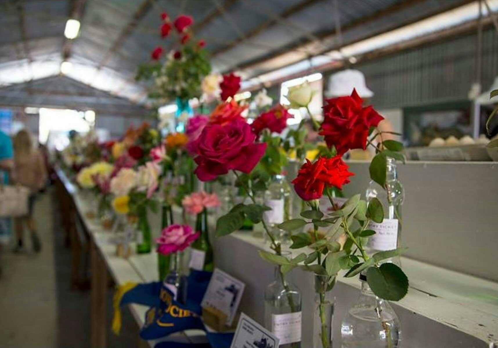 Tallangatta’s 128th Annual Show